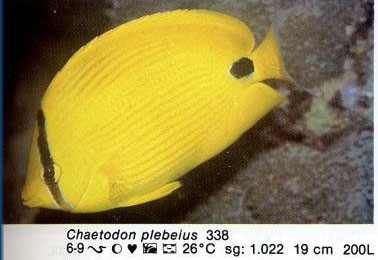 Chaetodon plebeius